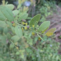 Osyris lanceolata Hochst. & Steud.